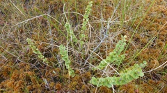 Betula michauxii