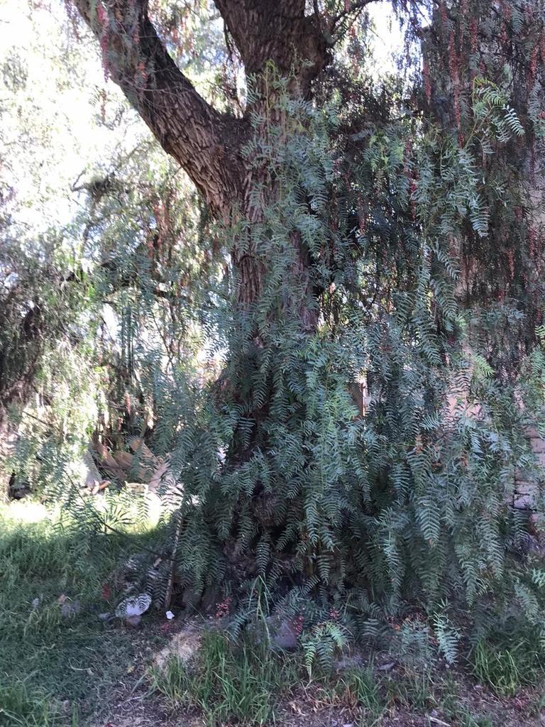 Peruvian Pepper Tree from San Bartolomé Actopan, Méx., México on ...