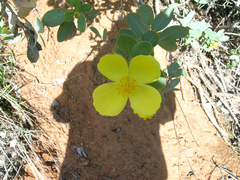 Dendromecon harfordii