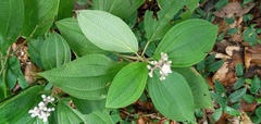 Miconia conospeciosa