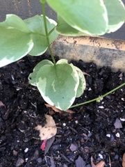 Magnoliopsida