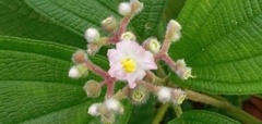 Miconia conospeciosa