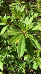 Daphne mezereum