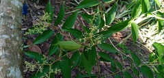 Miconia minutiflora