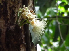 Syzygium cormiflorum