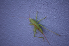 Bucrates malivolans