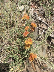 Oligogonum