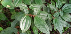 Miconia radicans