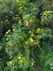 Tithonia diversifolia