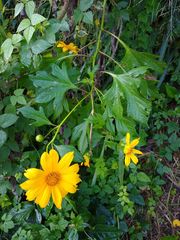 Tithonia diversifolia