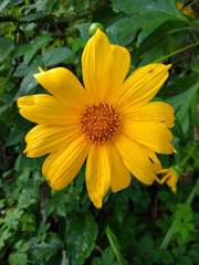 Tithonia diversifolia