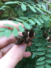 Astragalus neglectus