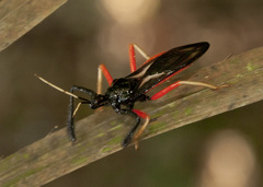 Calliclopius nigripes