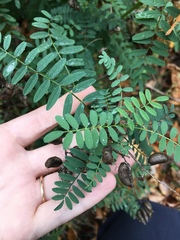 Astragalus neglectus