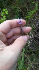 Liatris pauciflora