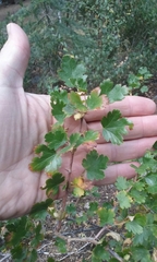 Ribes roezlii roezlii