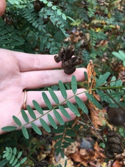 Astragalus neglectus