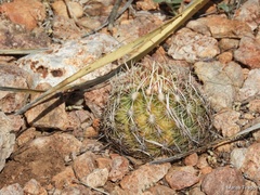 Thelocactus bicolor
