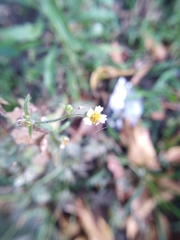 Galinsoga quadriradiata