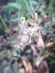 Galinsoga quadriradiata