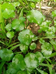 Hydrocotyle