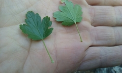 Ribes roezlii roezlii