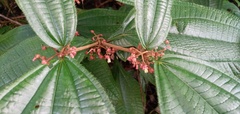Miconia radicans