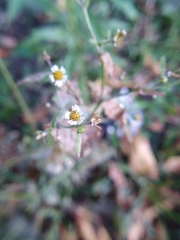 Galinsoga quadriradiata