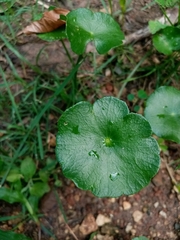 Hydrocotyle