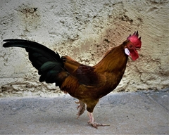 Gallus gallus domesticus