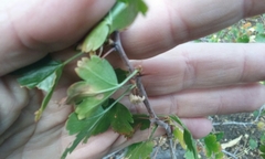 Ribes roezlii roezlii