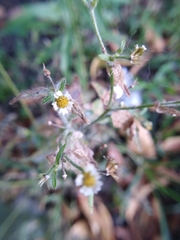 Galinsoga quadriradiata