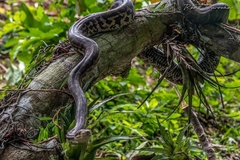 Chilabothrus striatus