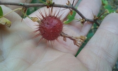Ribes roezlii roezlii