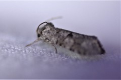 Acrolophus forbesi