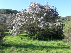 Ceanothus arboreus