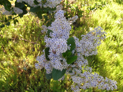 Ceanothus arboreus