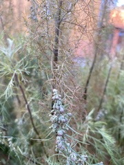 Artemisia