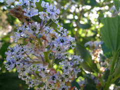 Ceanothus arboreus
