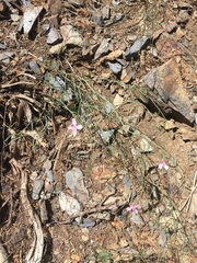 Stephanomeria tenuifolia
