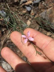 Stephanomeria tenuifolia