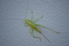 Bucrates malivolans