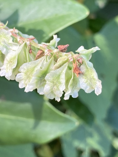 Pelėvirkštis nuotrauka