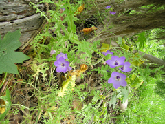 Pholistoma auritum auritum