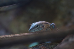 Aspidoscelis guttatus