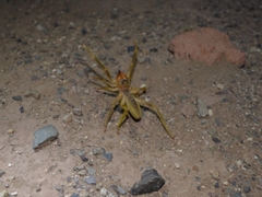 Galeodidae