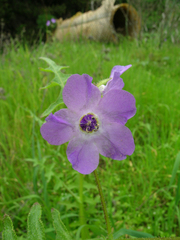 Pholistoma auritum auritum