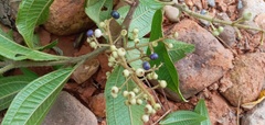 Miconia ibaguensis
