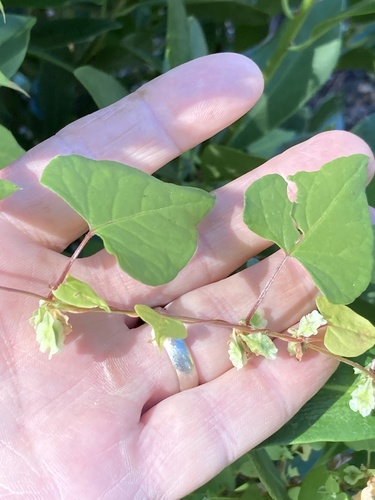 Pelėvirkštis nuotrauka