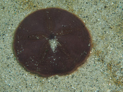 Scaphechinus